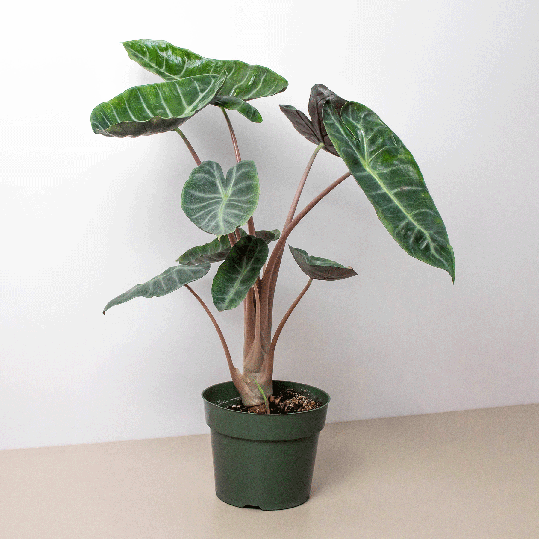 Alocasia Pink Dragon - Holiday Corner