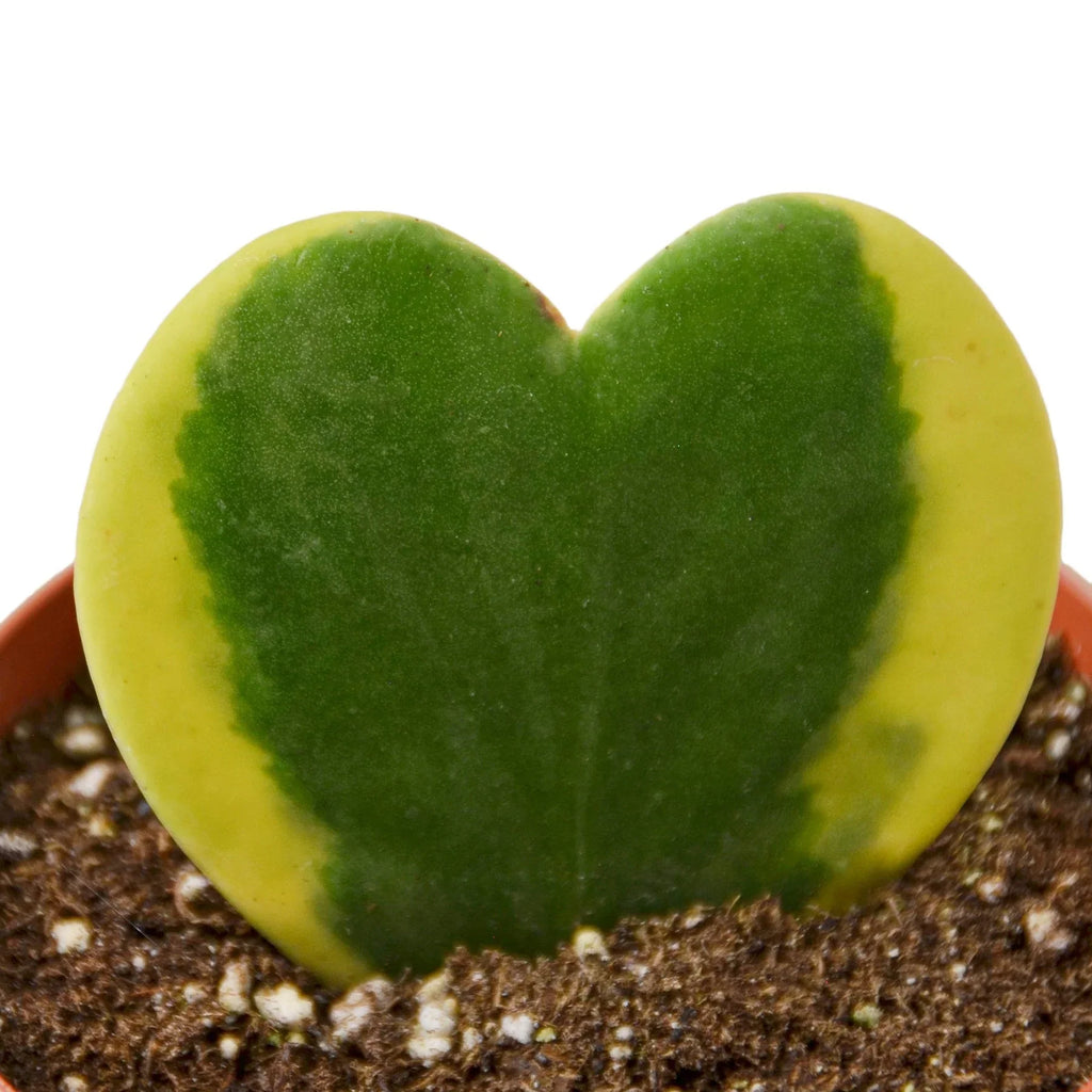 Hoya 'Sweetheart Variegated' - Holiday Corner