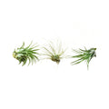 Air Plant 3 Pack - Three Air Plant Varieties - 2"-3" Large - Holiday Corner