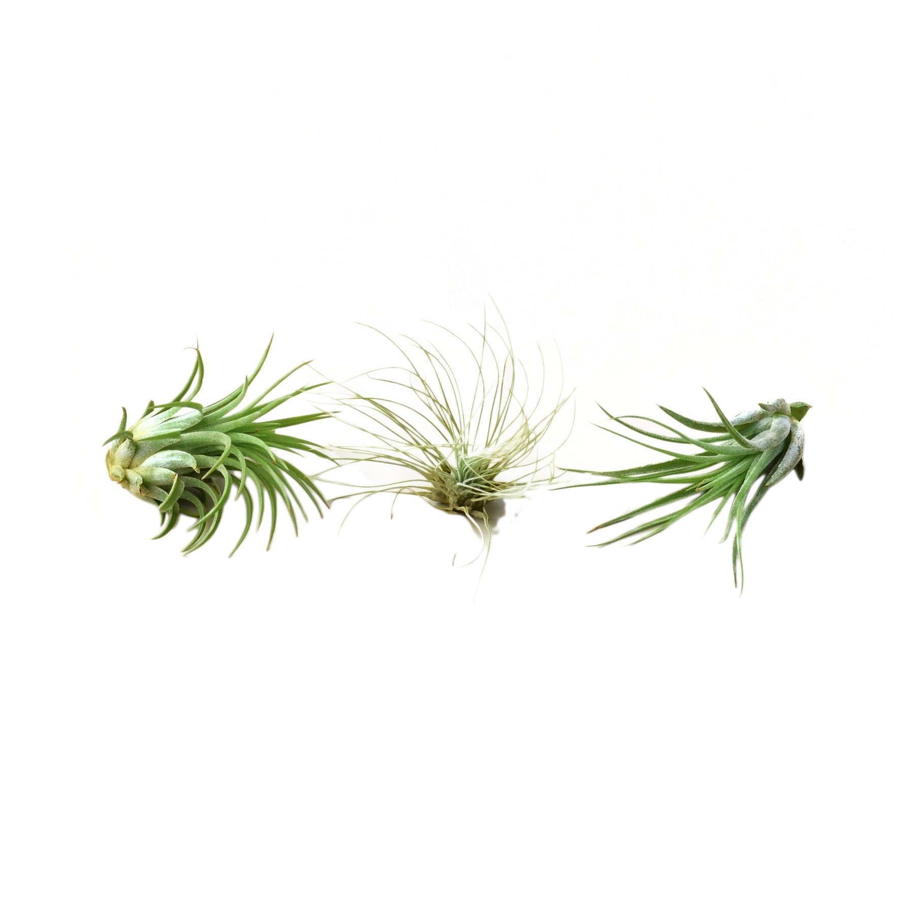 Air Plant 3 Pack - Three Air Plant Varieties - 2"-3" Large - Holiday Corner