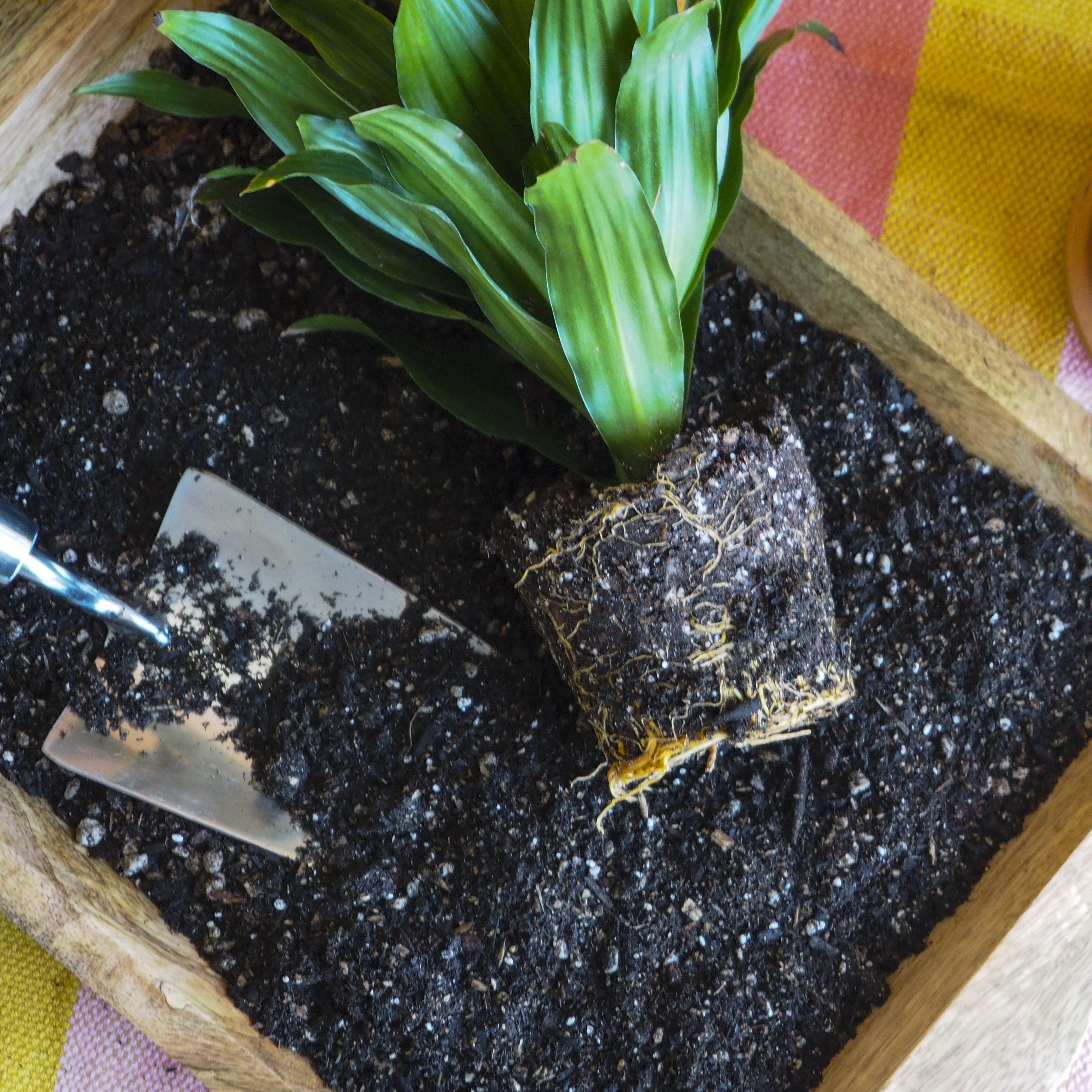 Indoor Plant Potting Soil - Puck - Holiday Corner