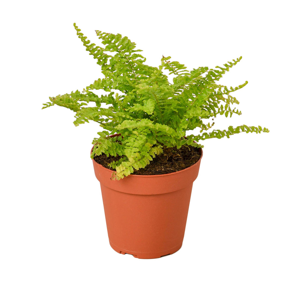 Cotton Candy Fern - Holiday Corner