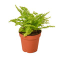 Cotton Candy Fern - Holiday Corner