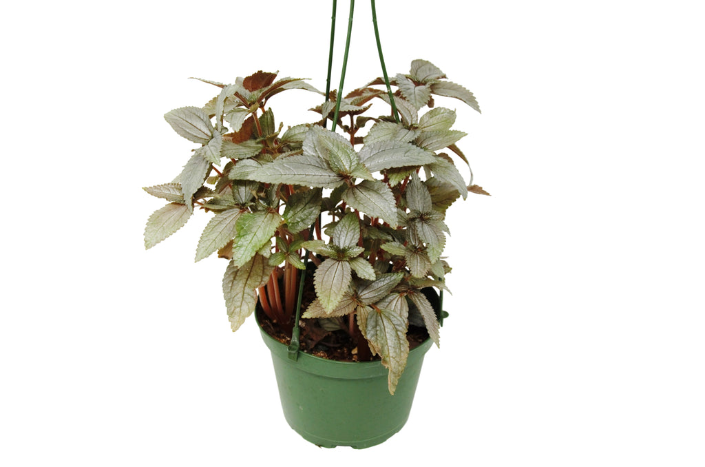 Pilea Ellen - In 6" Pot - Holiday Corner