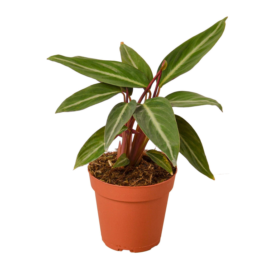 Stromanthe Sanguinea - Holiday Corner