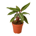 Stromanthe Sanguinea - Holiday Corner