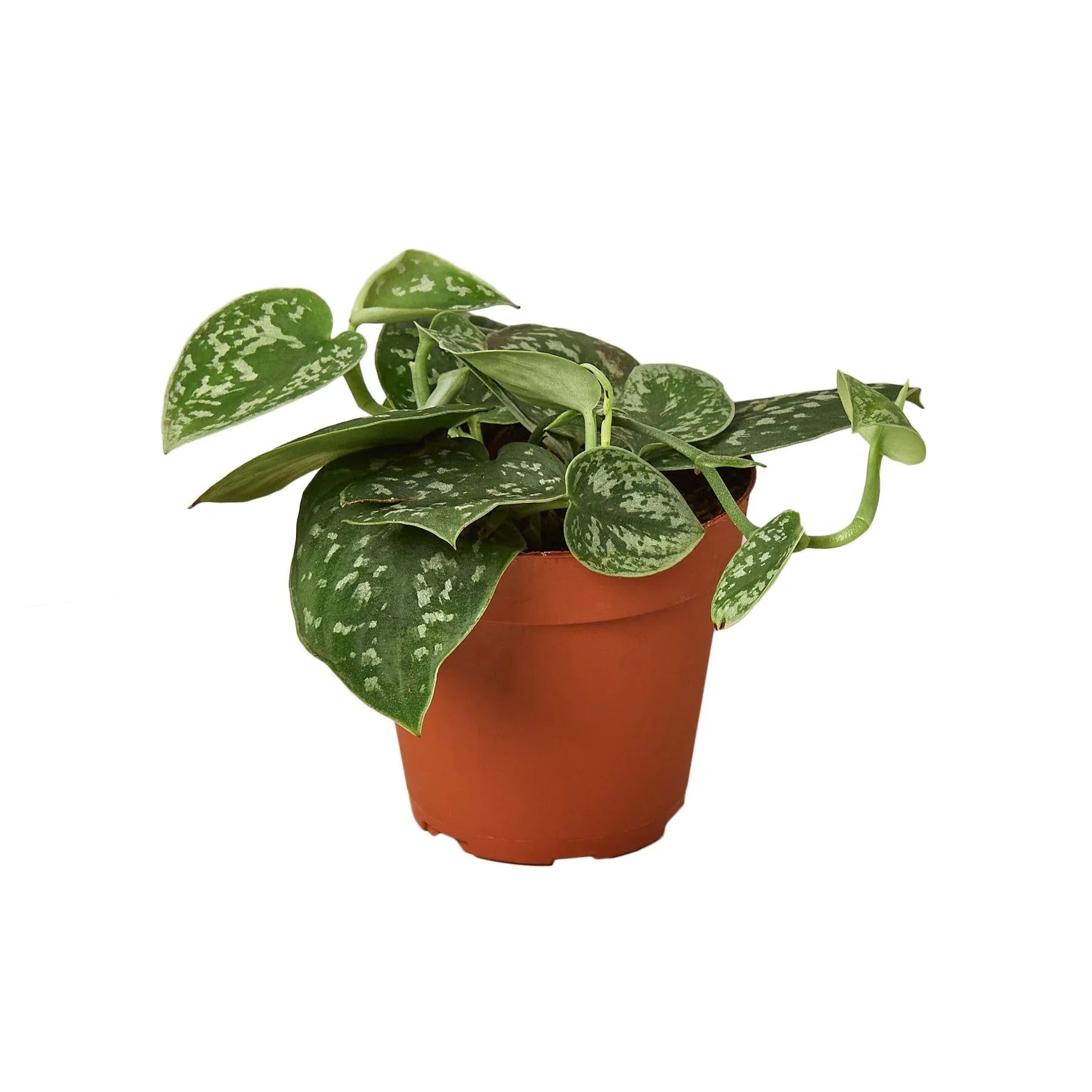 Pothos 'Satin' - Holiday Corner