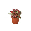 Hypoestes 'Polka Dot' - Holiday Corner