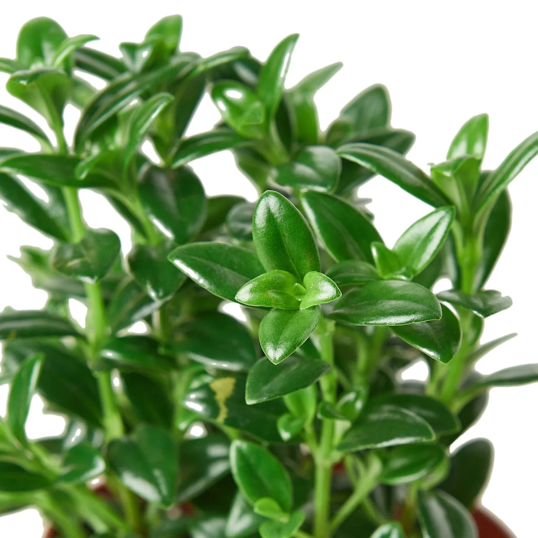 Nemetanthus Candy Corn Plant 'Brazilian Firecracker' - Holiday Corner