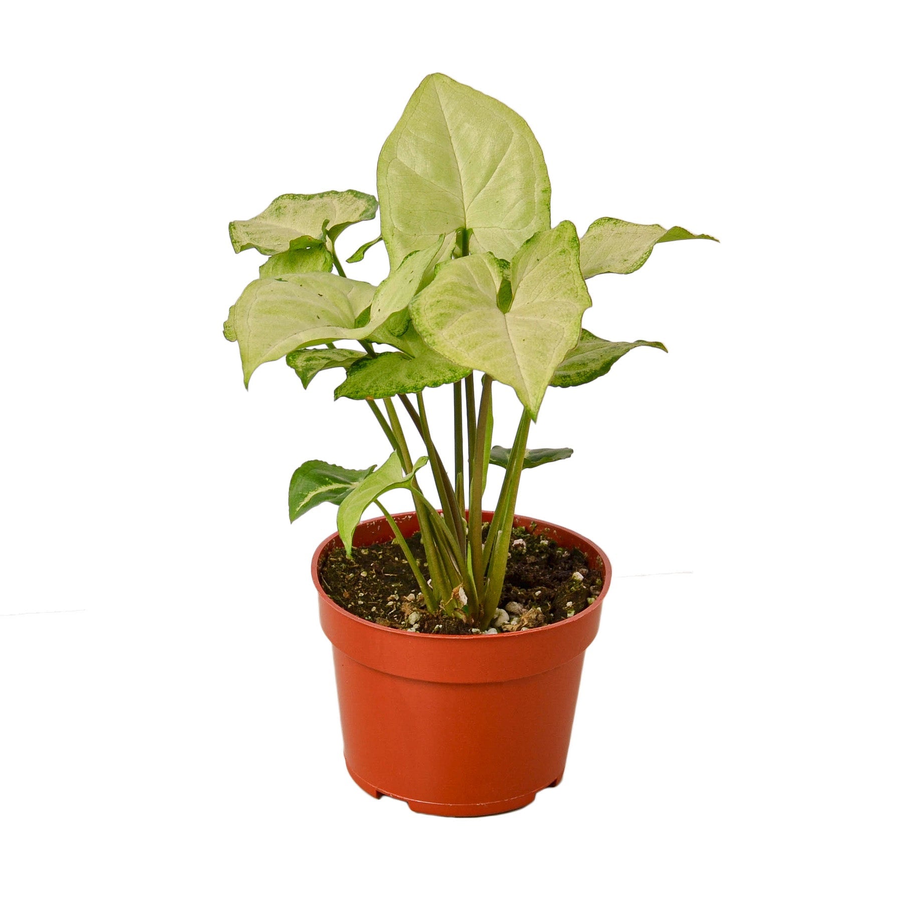 Syngonium White Butterfly - Holiday Corner