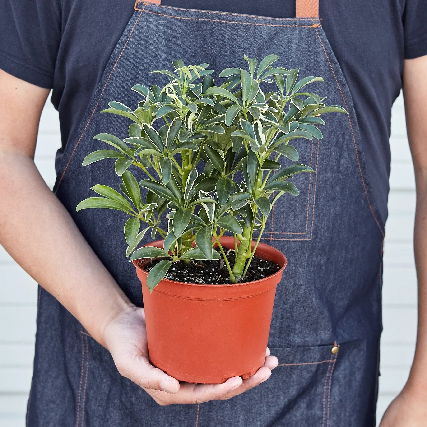 Schefflera Moonlight 'Umbrella Plant' - Holiday Corner