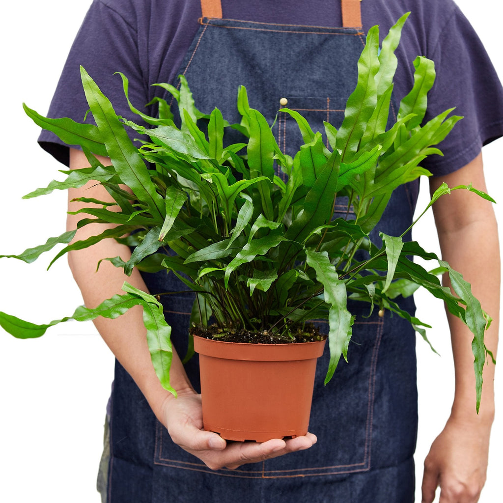 Fern 'Kangaroo Paw' - Holiday Corner