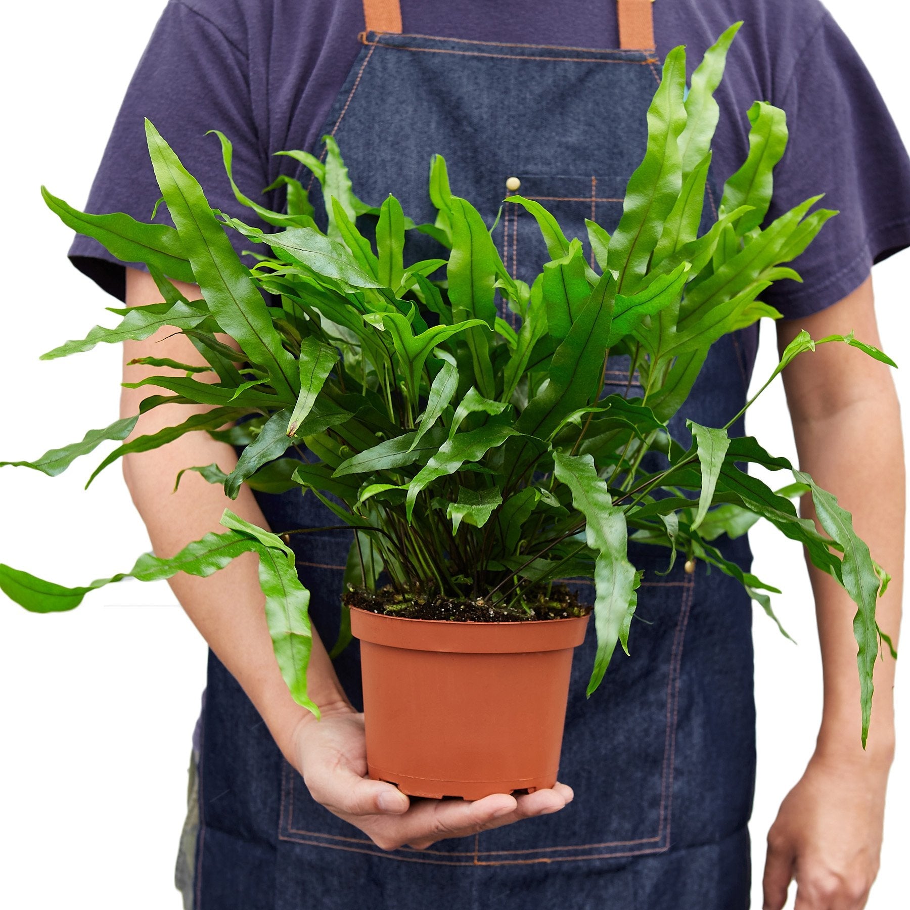 Fern 'Kangaroo Paw' - Holiday Corner