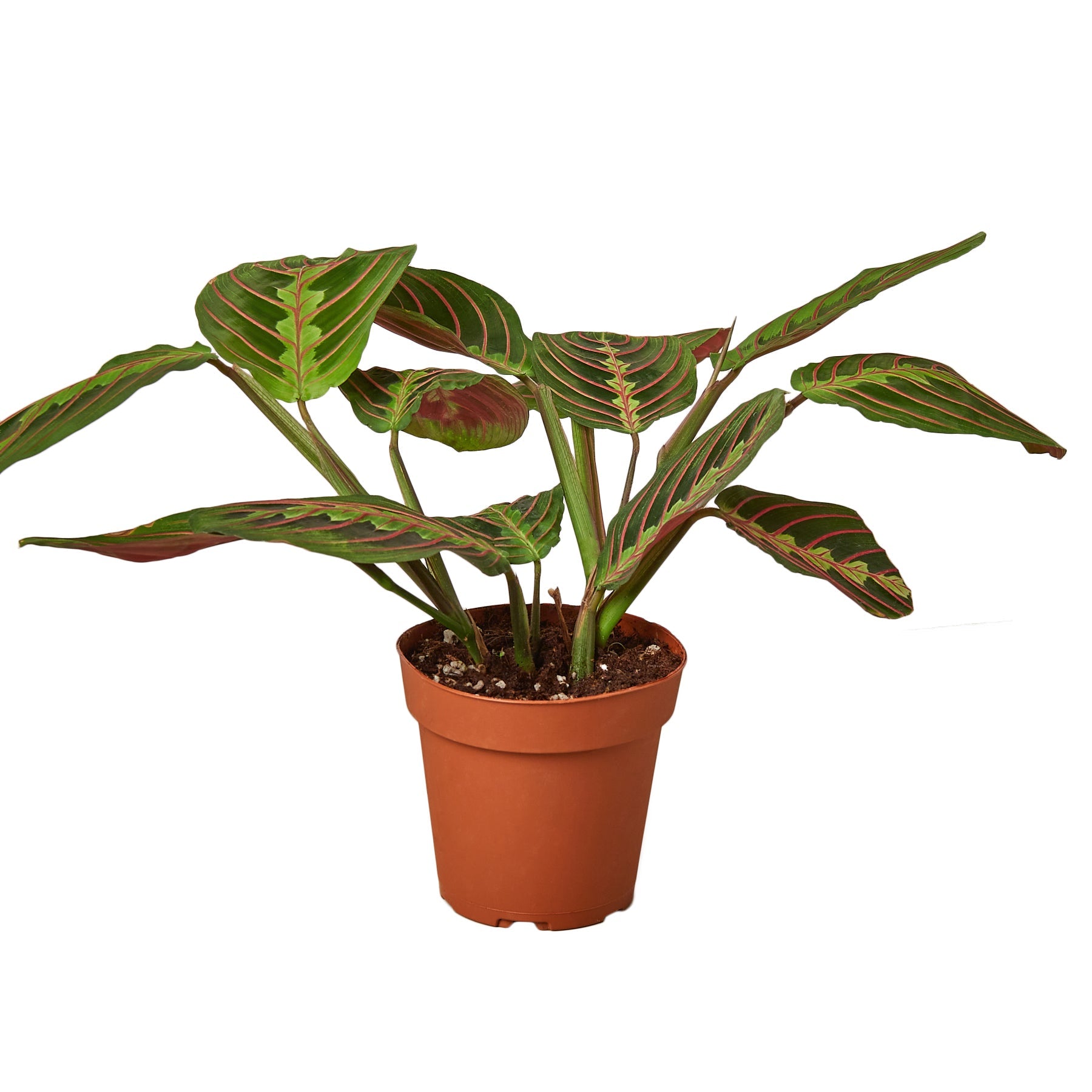 Maranta Red Prayer - Holiday Corner
