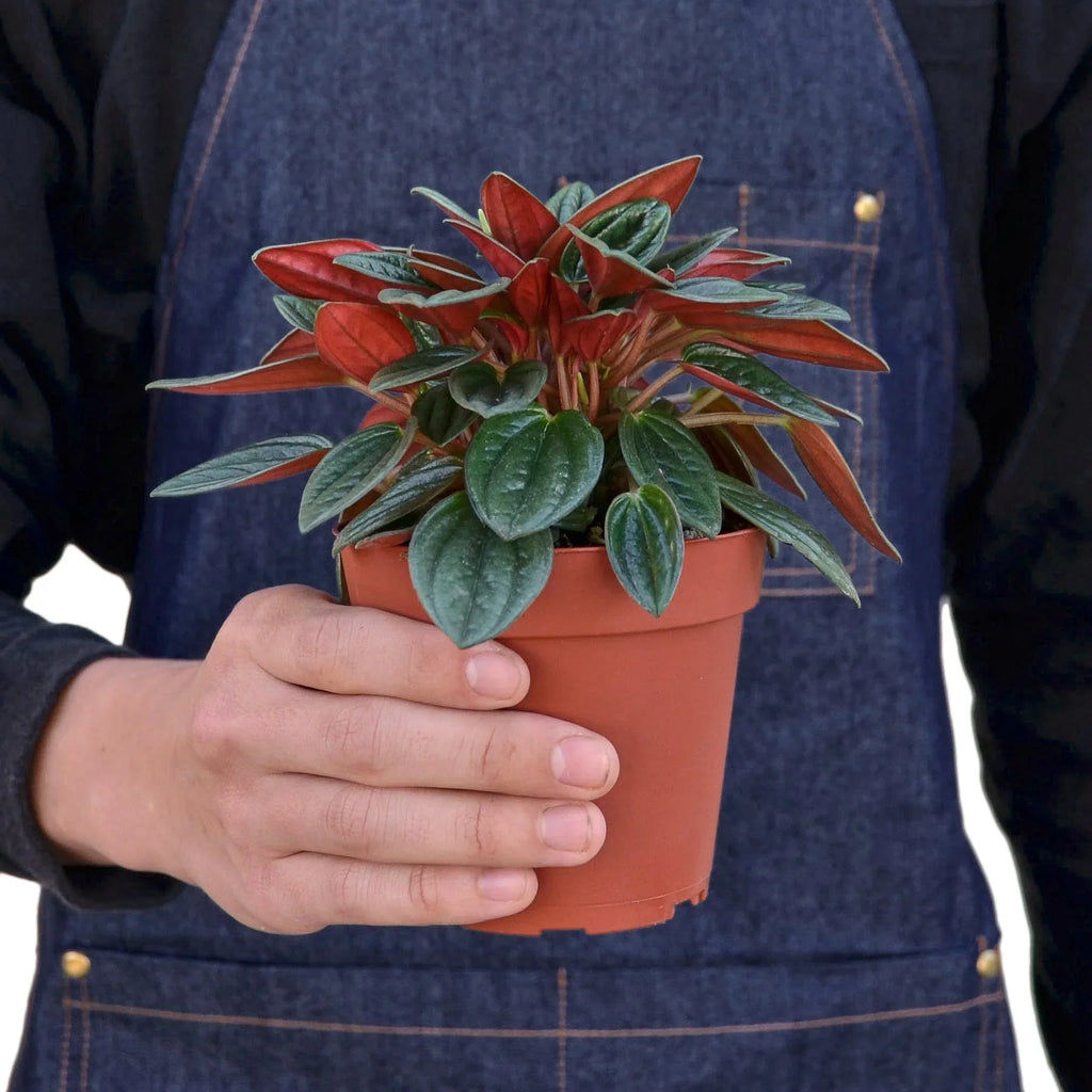 Peperomia Rosso - Holiday Corner