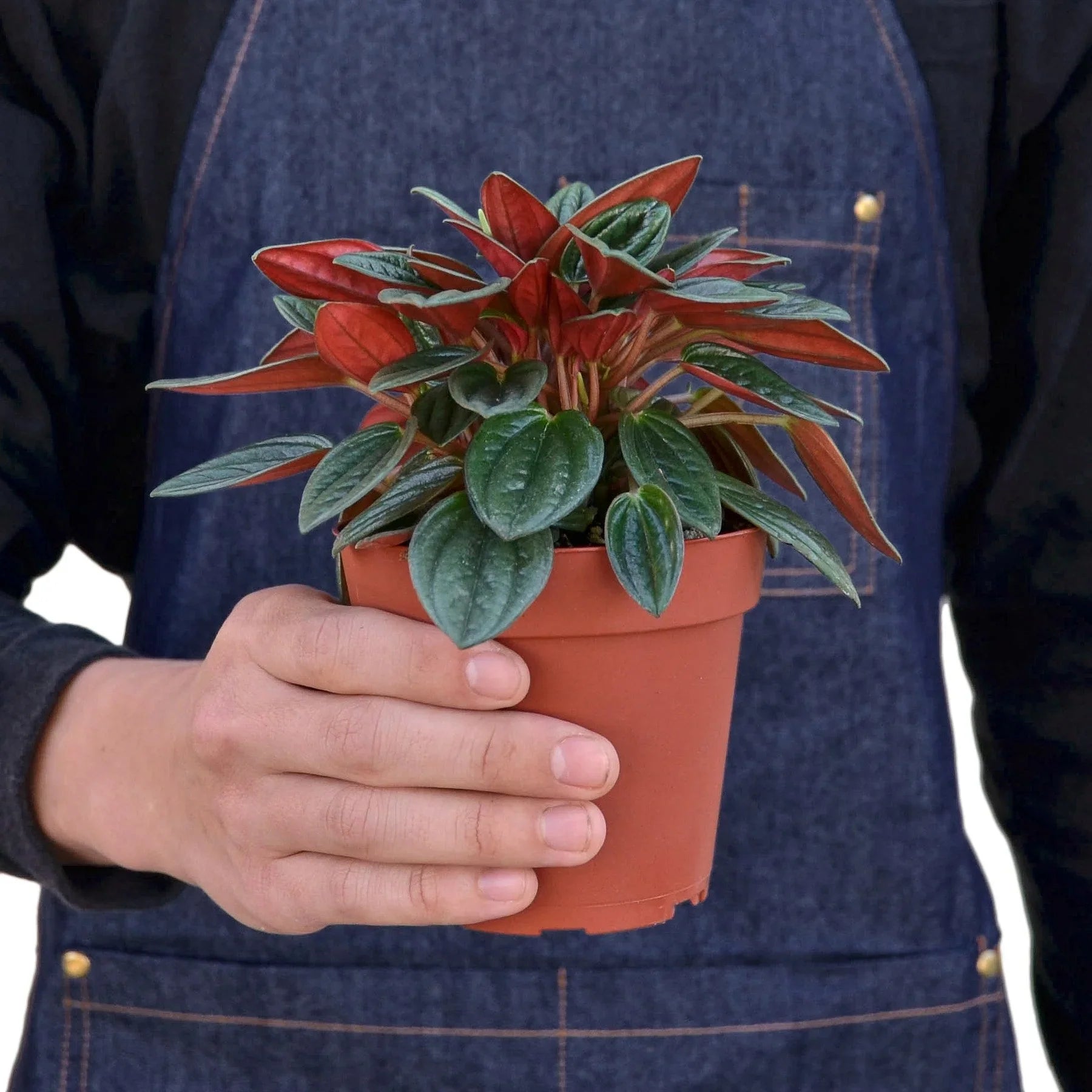 Peperomia Rosso - Holiday Corner