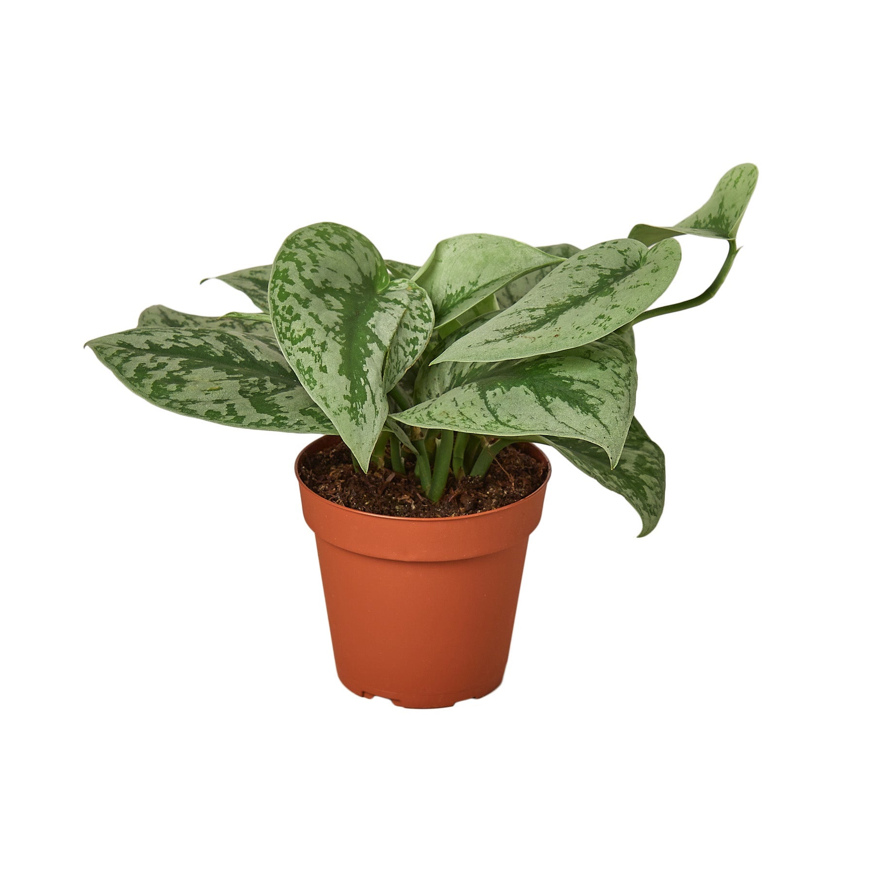 Scindapsus Pictus 'Exotica' - Holiday Corner