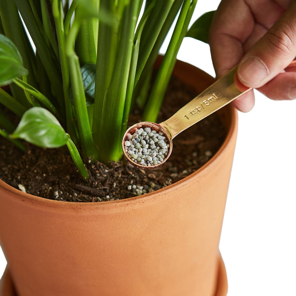 Pellet Fertilizer/Indoor House Plant Food - Small - Holiday Corner