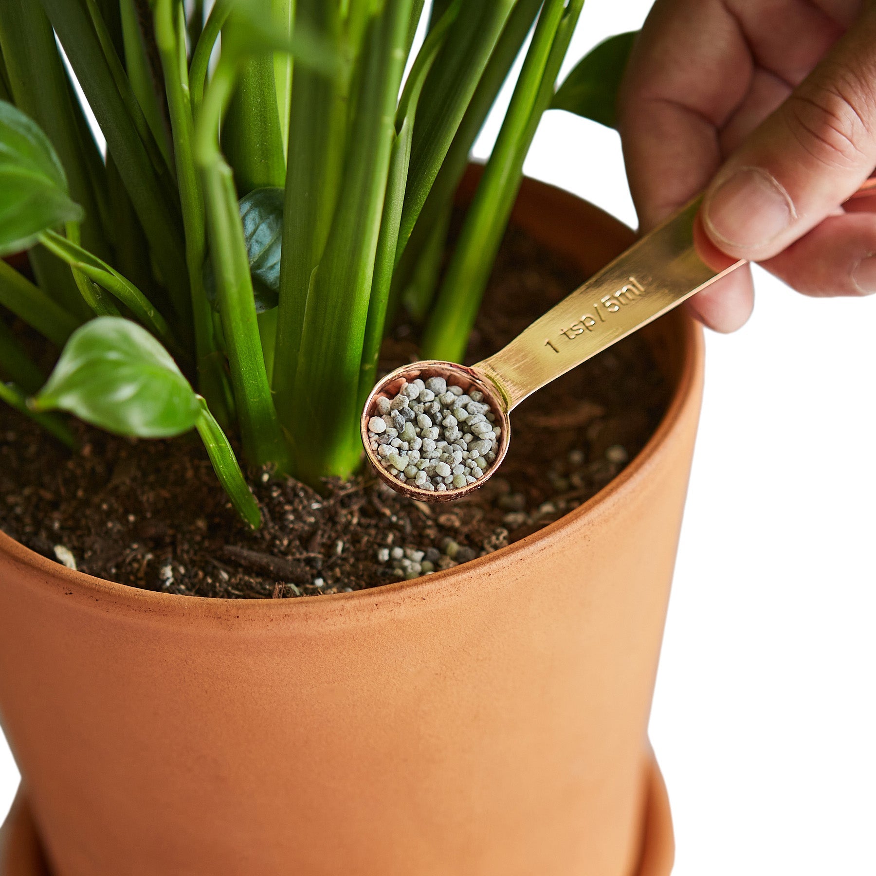 Pellet Fertilizer/Indoor House Plant Food - Small - Holiday Corner