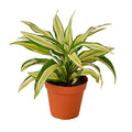 Dracaena 'Malaika' - Holiday Corner