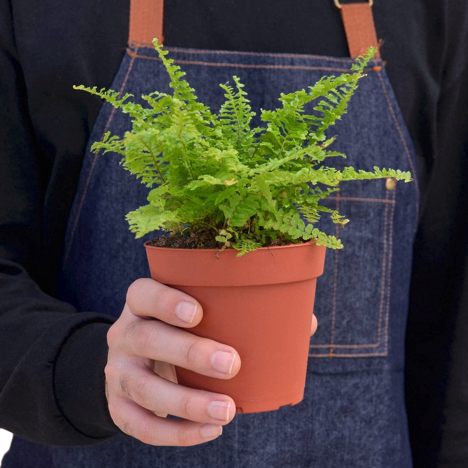 Cotton Candy Fern - Holiday Corner