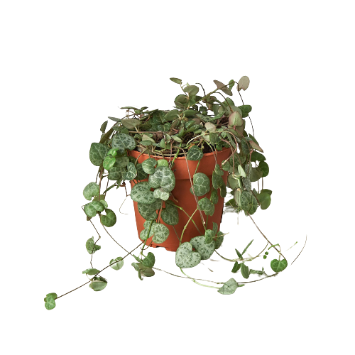 Succulent 'String of Hearts' - Holiday Corner