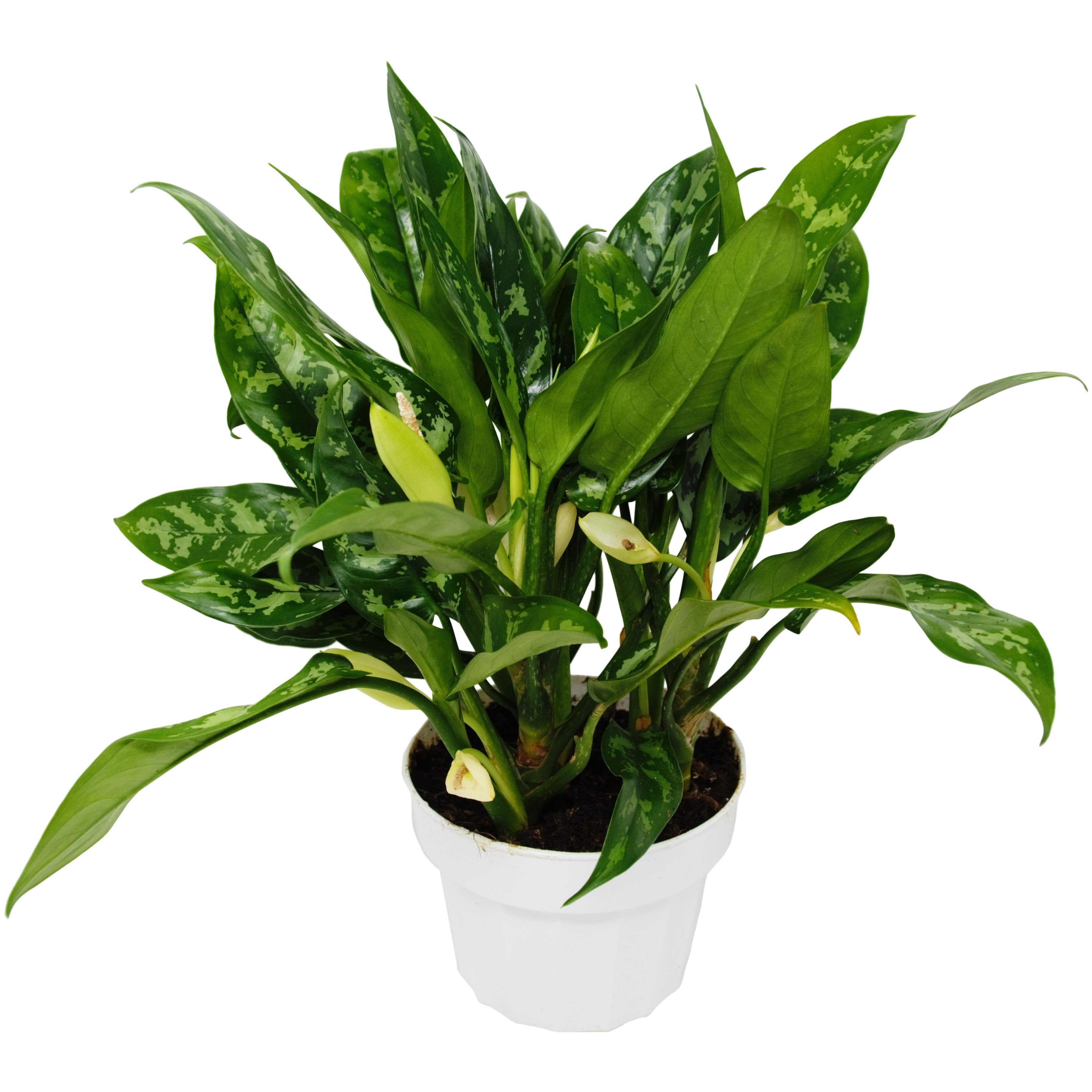 Chinese Evergreen 'Maria' - Holiday Corner