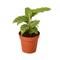 Calathea Concinna 'Freddie' - Holiday Corner