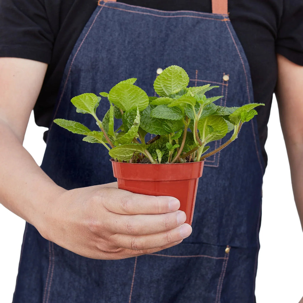 Pilea 'Crinkle' - Holiday Corner