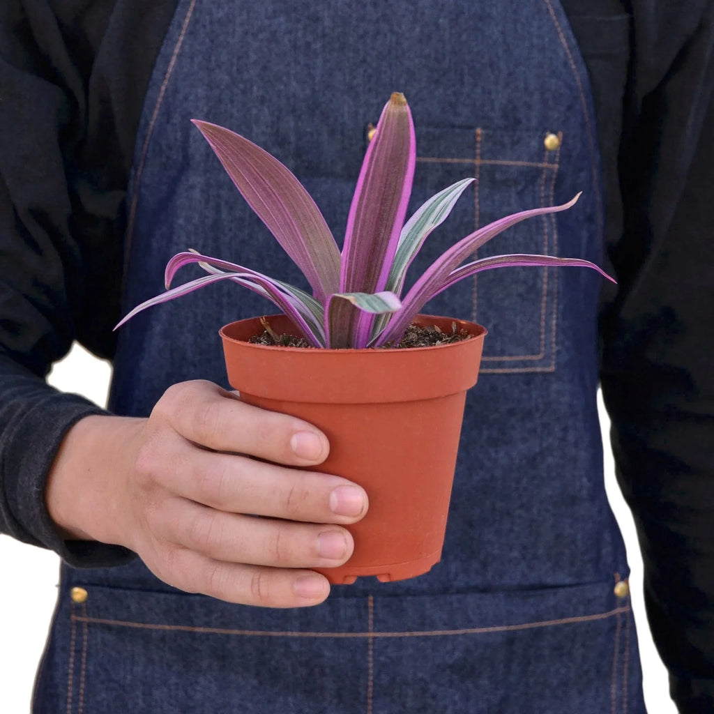 Oyster Plant 'Moses in the Cradle' - Holiday Corner