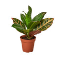 Croton Petra 'Joseph's Coat' - Holiday Corner