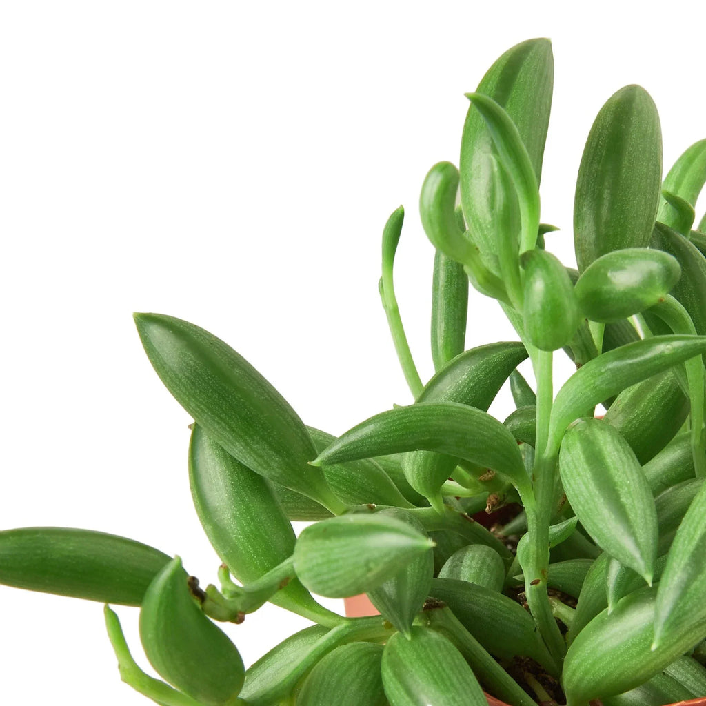 Succulent 'String of Bananas' - Holiday Corner