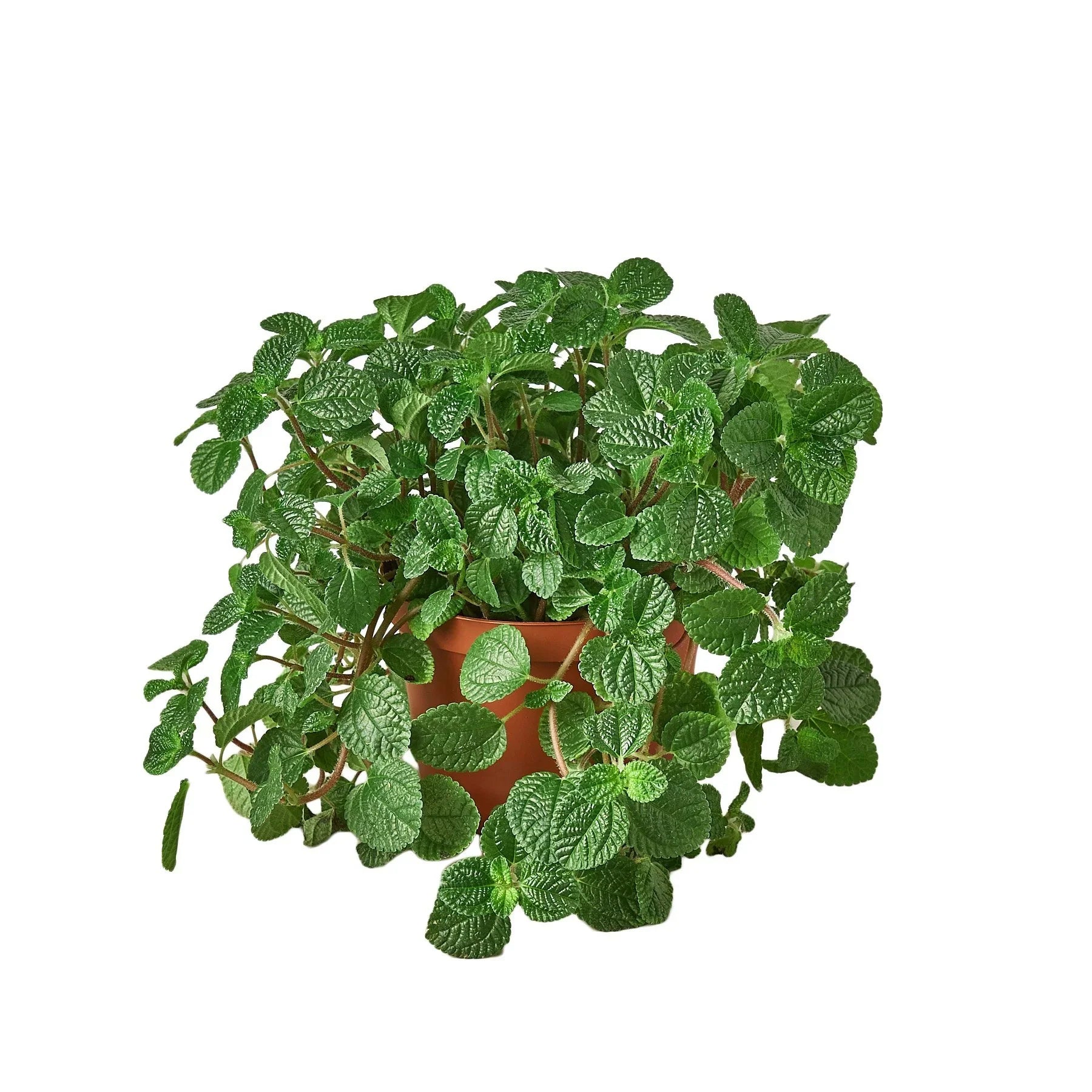 Pilea 'Crinkle' - Holiday Corner