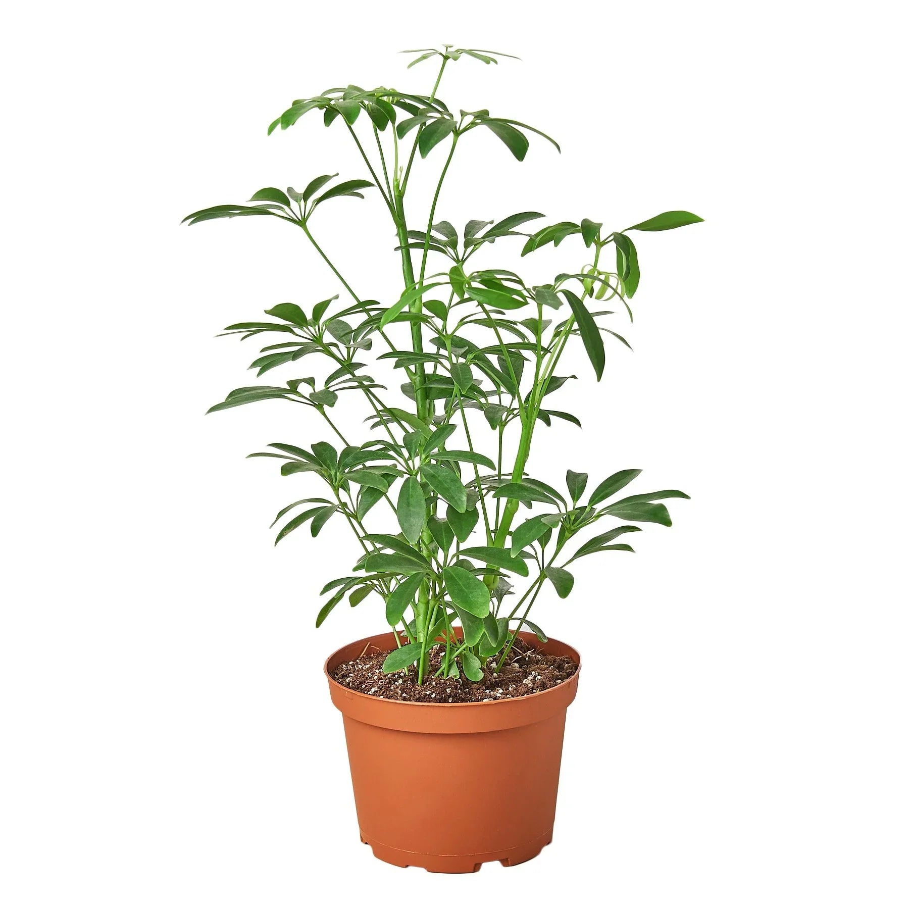 Schefflera Arboricola 'Umbrella' - Holiday Corner