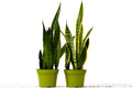 2 Snake (Sansevieria) Plant Variety Pack - 6" Pot - Holiday Corner