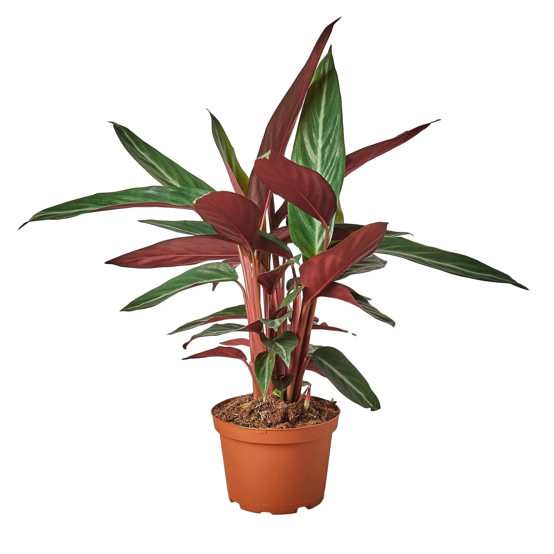 Stromanthe Sanguinea - Holiday Corner