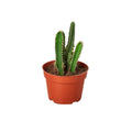 Fairy Castle Cactus - Holiday Corner