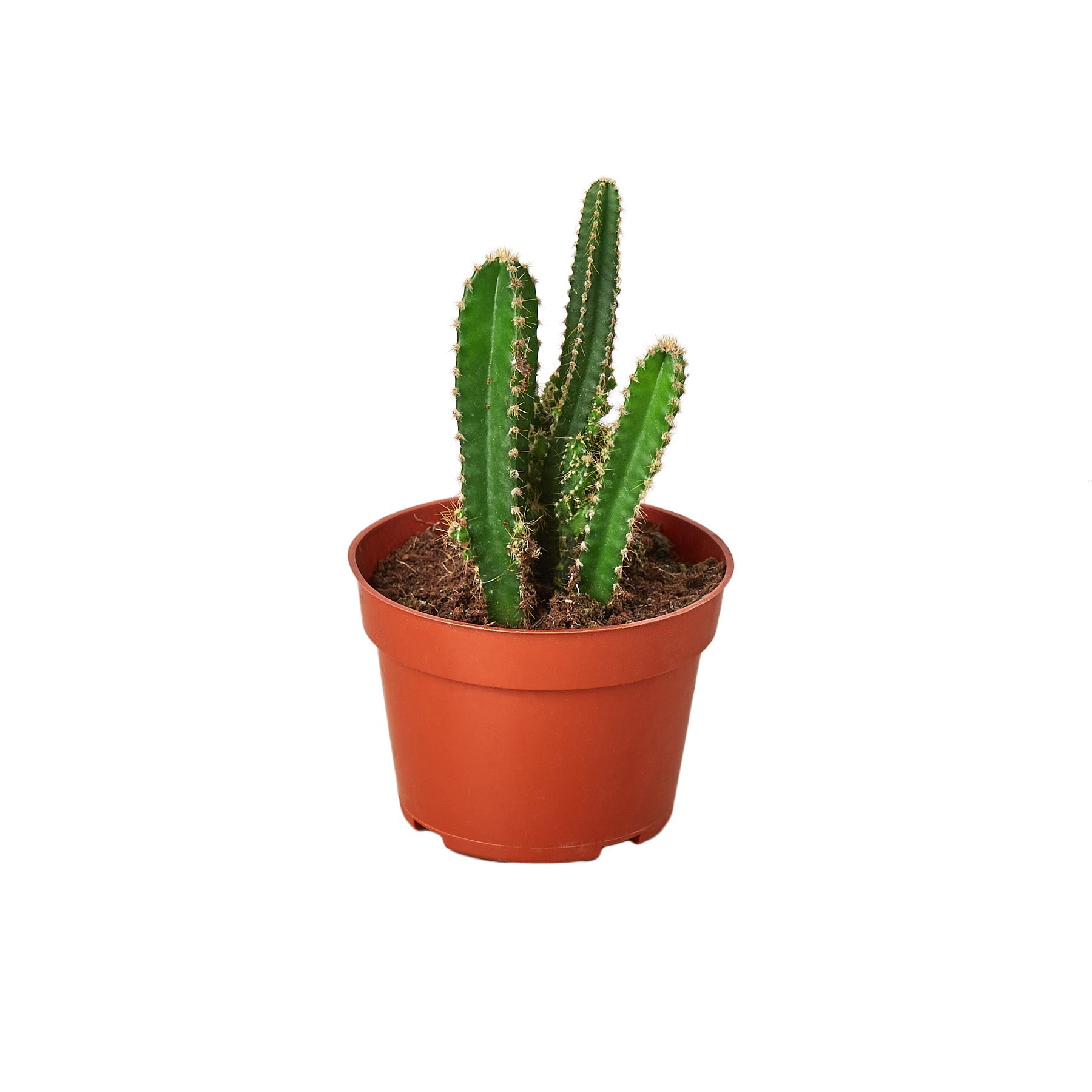 Fairy Castle Cactus - Holiday Corner
