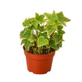 English Ivy Gold Child - Holiday Corner