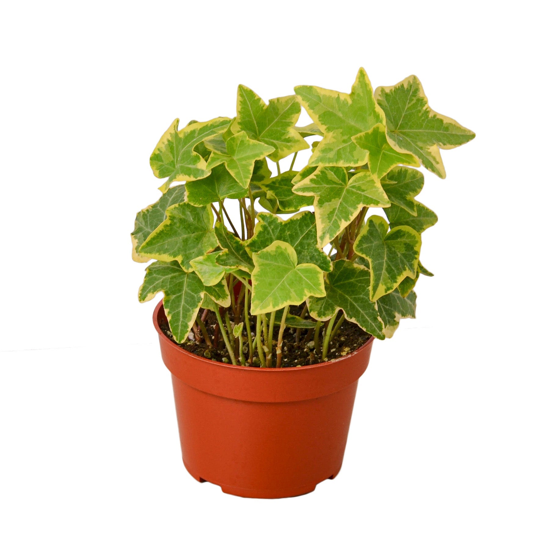 English Ivy Gold Child - Holiday Corner