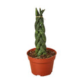 Snake Plant Braided - Holiday Corner
