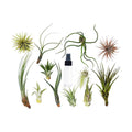 Tillandsia Air Plant Variety w/ Spray - 2 Pack - Holiday Corner
