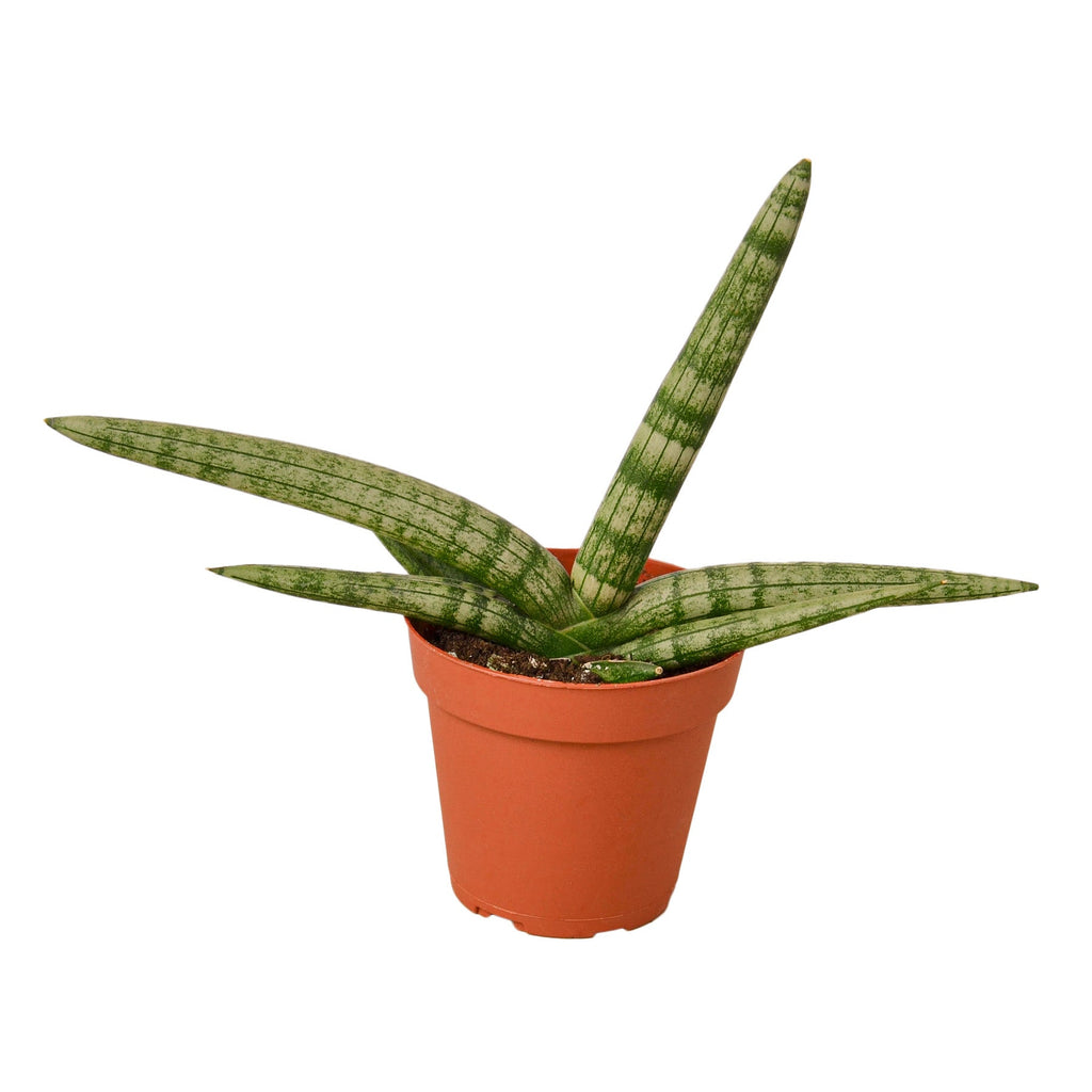 Snake Plant Starfish - Holiday Corner