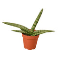 Snake Plant Starfish - Holiday Corner
