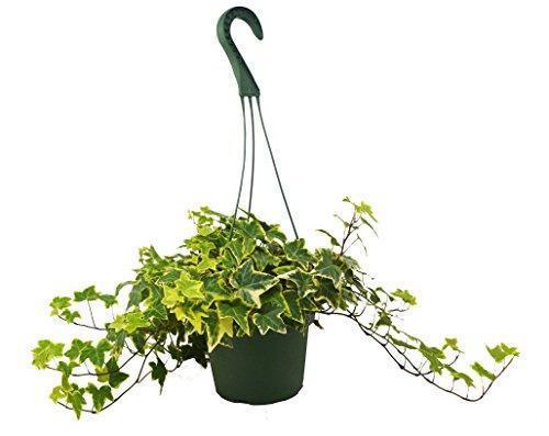 English Ivy Gold Child - Holiday Corner