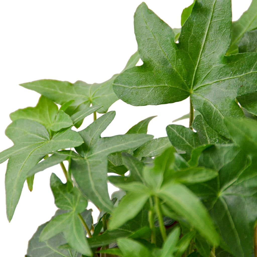 English Ivy Green California - Holiday Corner