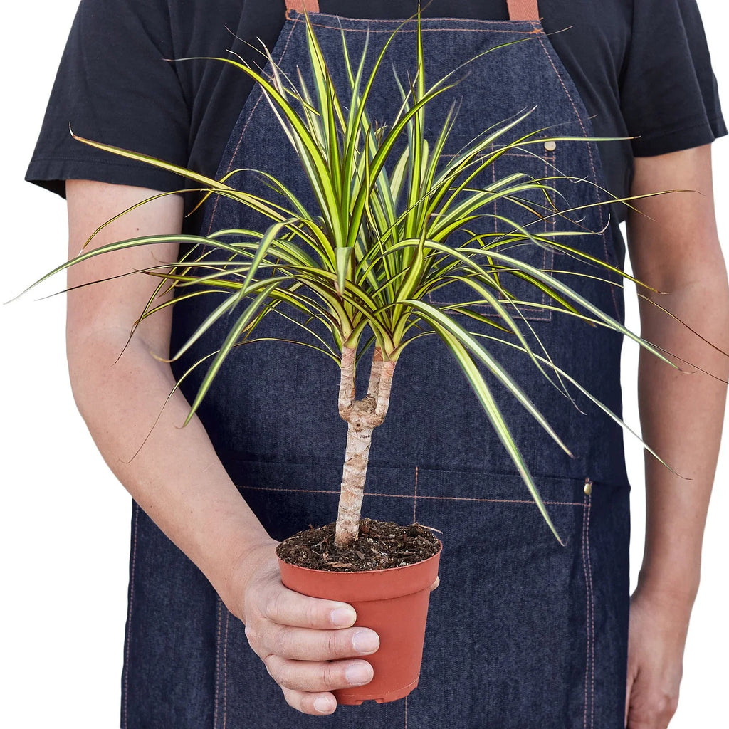 Dracaena Marginata 'Sunshine' - Holiday Corner