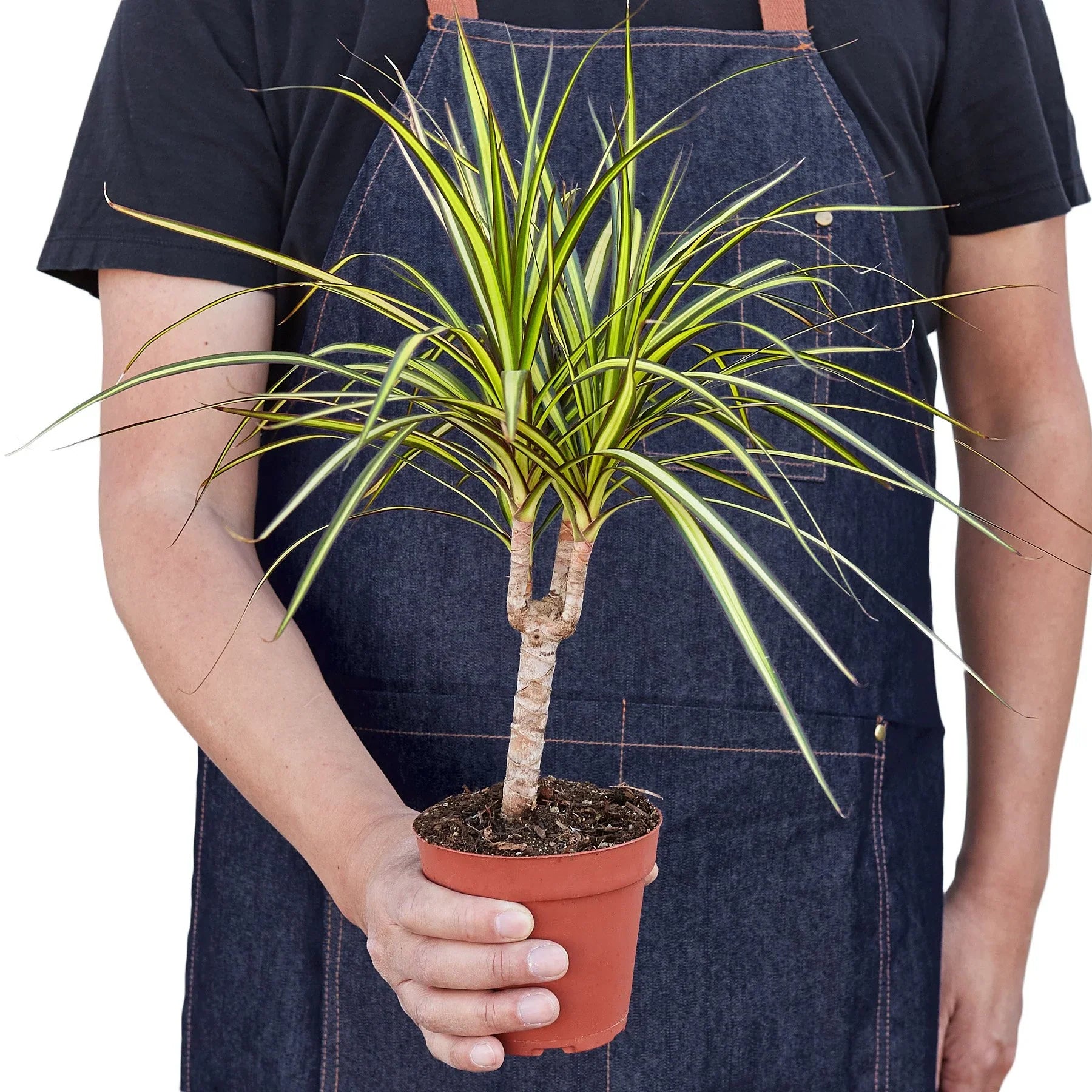 Dracaena Marginata 'Sunshine' - Holiday Corner