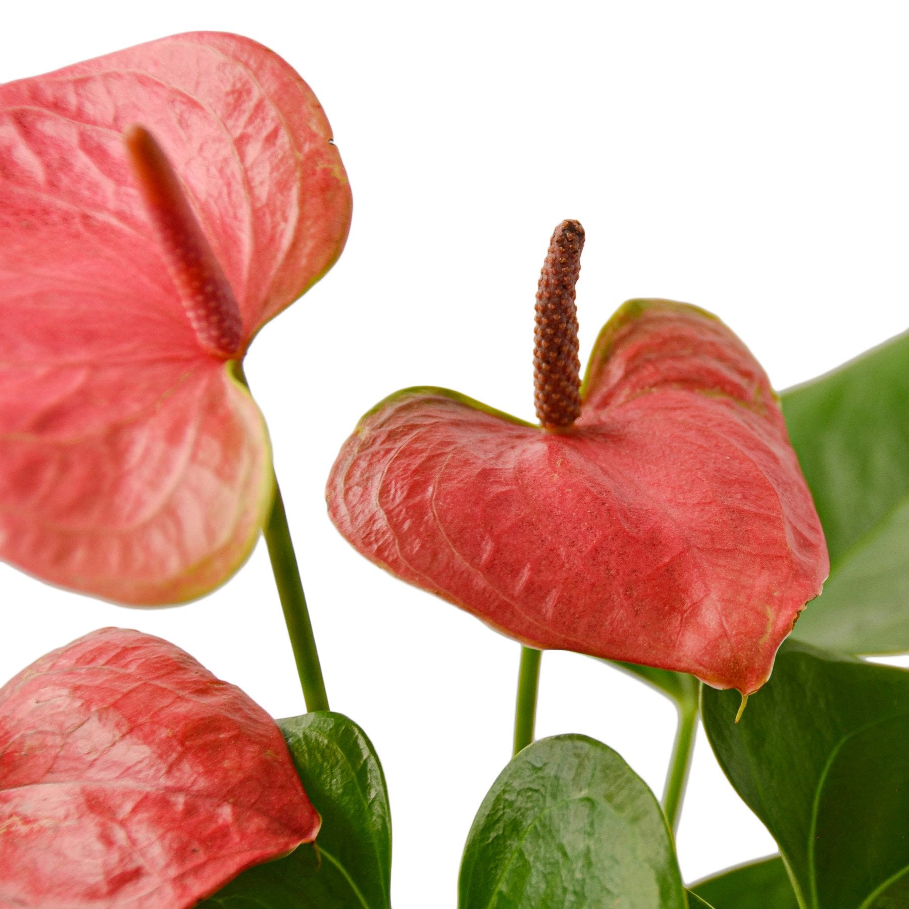 Anthurium 'Pink' - Holiday Corner