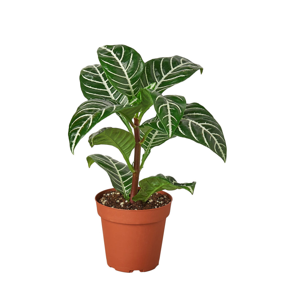 Zebra 'Aphelandra' - Holiday Corner